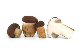 Attēlu rezultāti vaicājumam “Boletus pinophilus”