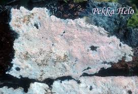 Attēlu rezultāti vaicājumam “Ceriporia viridans”