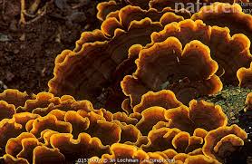 Attēlu rezultāti vaicājumam “Stereum fasciatum”