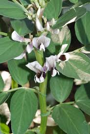 Attēlu rezultāti vaicājumam “Vicia faba flower”