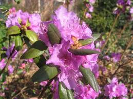 Attēlu rezultāti vaicājumam “Rhododendron sichotense flower”
