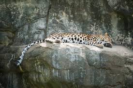 Image result for Essex Leopards