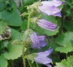 Image result for Campanula isophylla