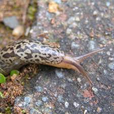 Attēlu rezultāti vaicājumam “Limax maximus”