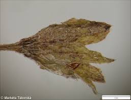 Attēlu rezultāti vaicājumam “Myosotis laxa subsp. baltica”