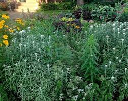 Attēlu rezultāti vaicājumam “Helichrysum arenarium flower”