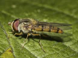 Attēlu rezultāti vaicājumam “Episyrphus balteatus”