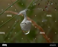 Attēlu rezultāti vaicājumam “Agroeca brunnea”