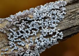 Attēlu rezultāti vaicājumam “Physarum cinereum”