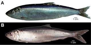 Image result for Clupea harengus