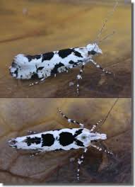 Attēlu rezultāti vaicājumam “Ypsolopha sequella”