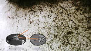 Attēlu rezultāti vaicājumam “Trichia botrytis var. cerifera macro”