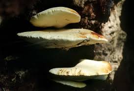 Attēlu rezultāti vaicājumam “Buglossoporus quercinus”