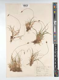 Attēlu rezultāti vaicājumam “Carex praecox”