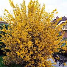 Attēlu rezultāti vaicājumam “Forsythia intermedia”