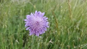 Attēlu rezultāti vaicājumam “Knautia arvensis leaf”