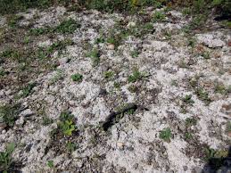 Attēlu rezultāti vaicājumam “Dibaeis baeomyces”