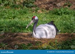 Attēlu rezultāti vaicājumam “Grus grus nest”