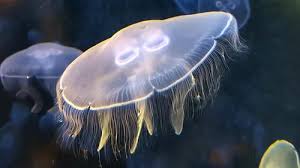 Attēlu rezultāti vaicājumam “Aurelia aurita”