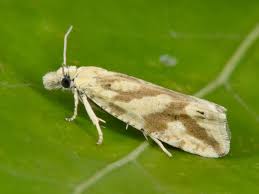 Attēlu rezultāti vaicājumam “Thiodia citrana”