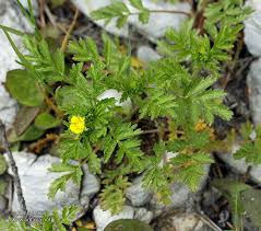 Attēlu rezultāti vaicājumam “Potentilla supina”