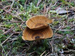 Attēlu rezultāti vaicājumam “Coltricia perennis”