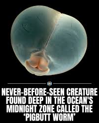 Attēlu rezultāti vaicājumam “Chaetophora pisiformis”