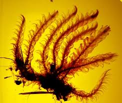 Attēlu rezultāti vaicājumam “Palustriella falcata”