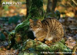 Attēlu rezultāti vaicājumam “Felis silvestris catus juvenile”