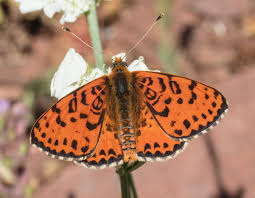 Attēlu rezultāti vaicājumam “Melitaea didyma”