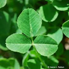 Attēlu rezultāti vaicājumam “Medicago lupulina leaf”