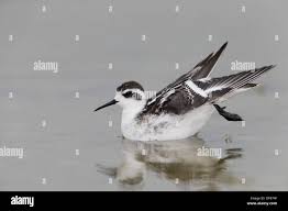 Attēlu rezultāti vaicājumam “Phalaropus lobatus”