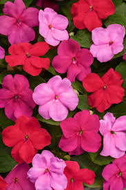 Image result for Impatiens walleriana