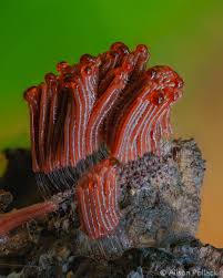 Attēlu rezultāti vaicājumam “Physarum nitens macro”