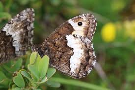 Attēlu rezultāti vaicājumam “Hipparchia alcyone underside”