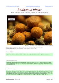 Attēlu rezultāti vaicājumam “Badhamia nitens”