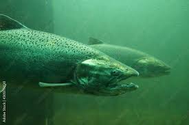 Image result for Oncorhynchus tshawytscha