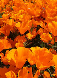 Attēlu rezultāti vaicājumam “Eschscholzia californica flower”