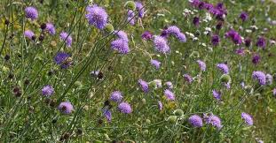 Image result for Knautia arvensis