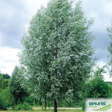 Attēlu rezultāti vaicājumam “Salix alba”