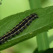 Attēlu rezultāti vaicājumam “Aphis confusa”