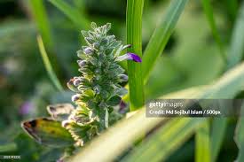 Attēlu rezultāti vaicājumam “Ajuga pyramidalis”