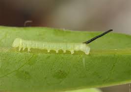 Attēlu rezultāti vaicājumam “Sphinx ligustri larva”