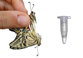 Attēlu rezultāti vaicājumam “Papilio machaon larva”