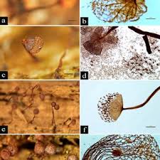 Attēlu rezultāti vaicājumam “Cribraria piriformis young”