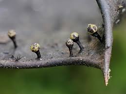 Attēlu rezultāti vaicājumam “Trichia flavicoma”