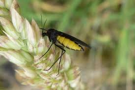 Attēlu rezultāti vaicājumam “Sciara analis”