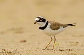 Attēlu rezultāti vaicājumam “Charadrius dubius”