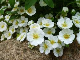 Attēlu rezultāti vaicājumam “Potentilla alba”