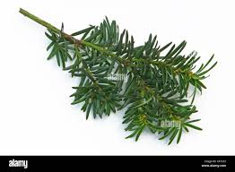 Attēlu rezultāti vaicājumam “Taxus baccata”